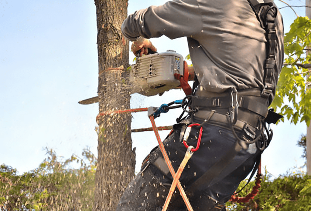 melhorada 1 International Tree Services in Richmond VA