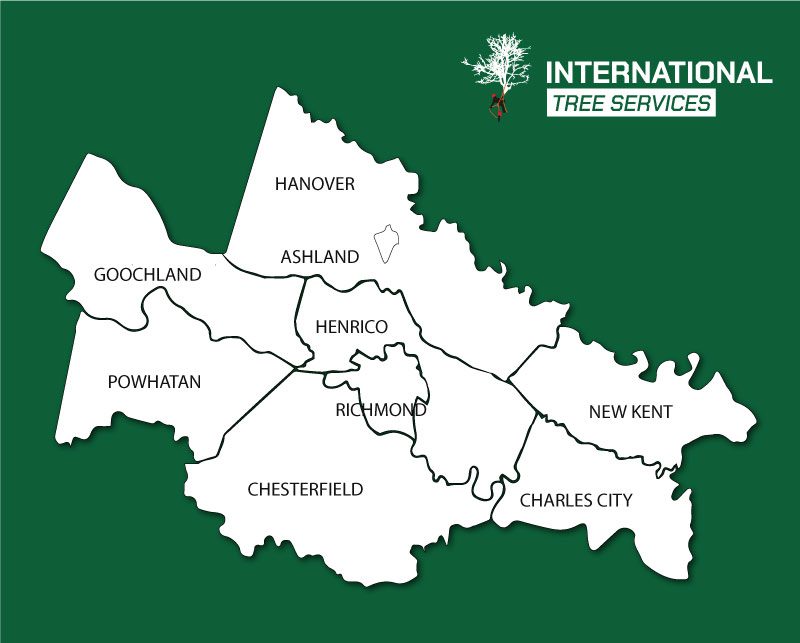 International Tree Service Area