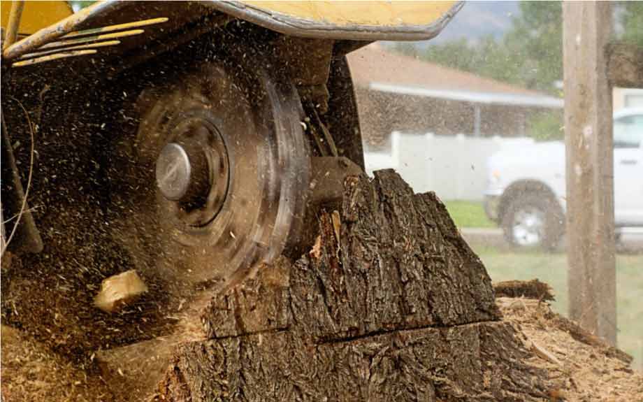 stump grinding service in richmond va