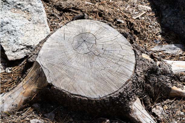 stump removal in richmond va