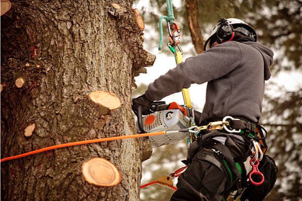 tree pruning in richmond virginia