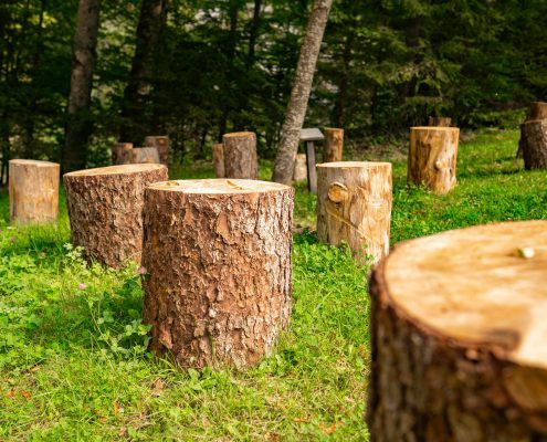 HOW TO REMOVE STUMPS WITH PRECISION? EFFICIENT STUMP REMOVAL TECHNIQUES