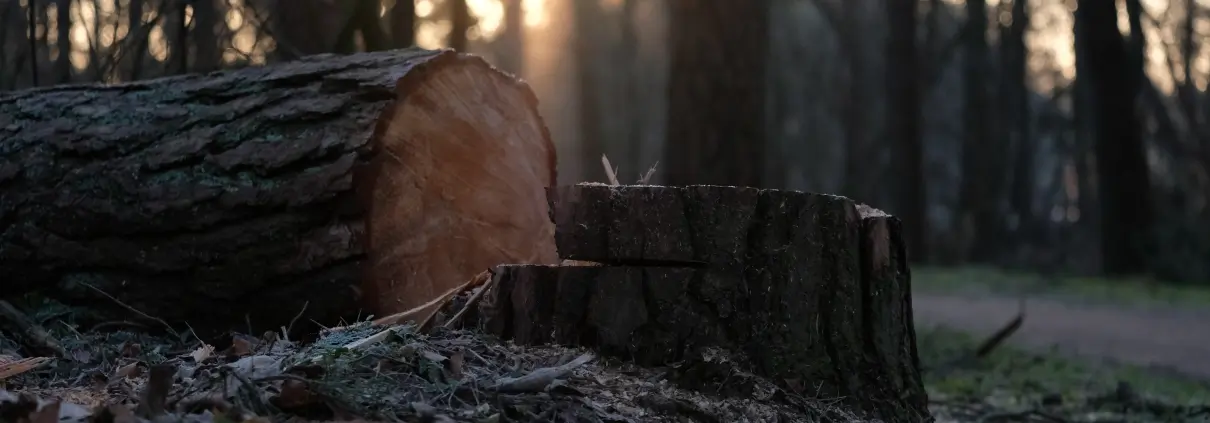 Professional tree service team working in Richmond VA