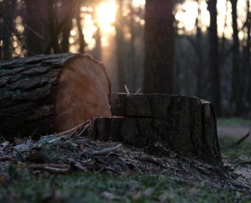 THE HAZARDS OF DIY TREE REMOVAL. WHY LEAVE IT TO THE EXPERTS