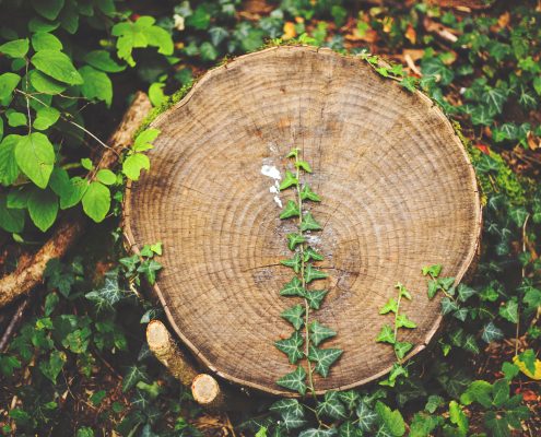 WHAT IS STUMP GRINDING, AND WHY IS IT VITAL?