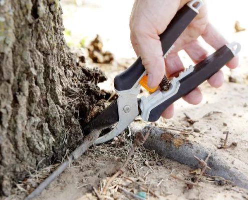 person pruning tree root girdling b51a74126d3245278ccb6df680b869e1 495x400 1 International Tree Services in Richmond VA