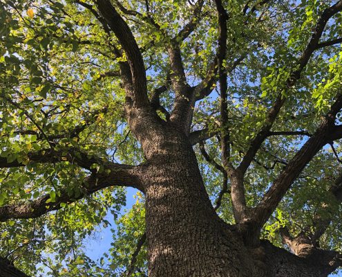 TREE REMOVAL SERVICES BRING BEAUTY AND SAFETY TO YOUR PROPERTY