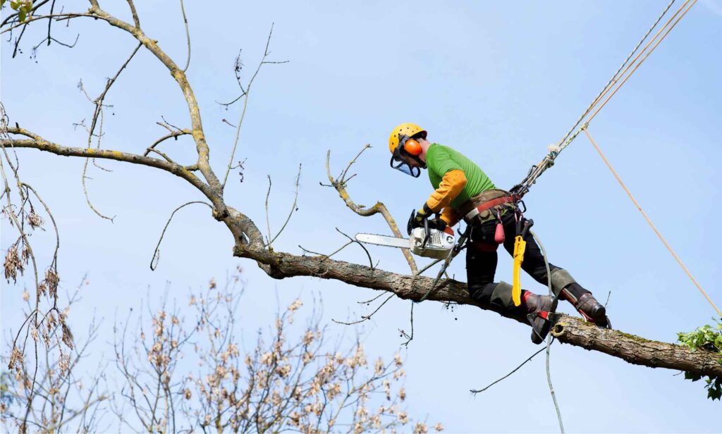 tree removal services richmond