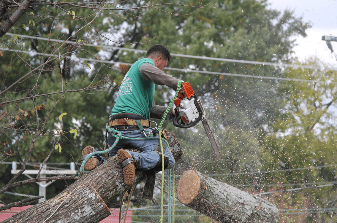 to remove your tree in rva