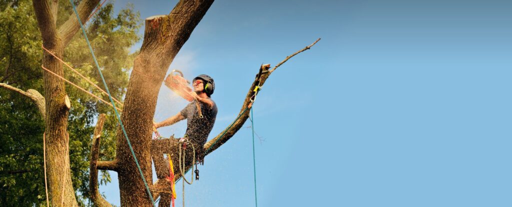 how to prepare for tree removal services by professional