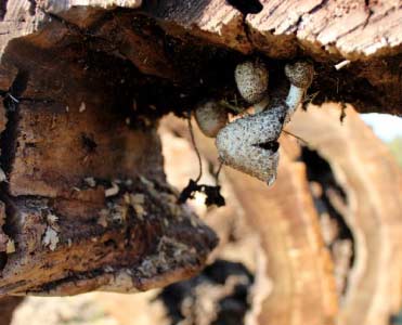 SIX SIGNS THAT IT’S TIME TO REMOVE YOUR TREE IN RICHMOND