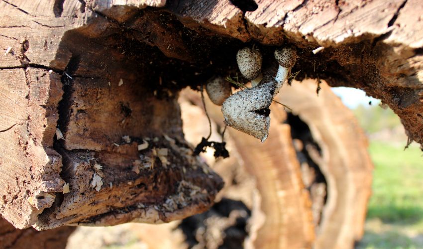 to remove your tree in virginia