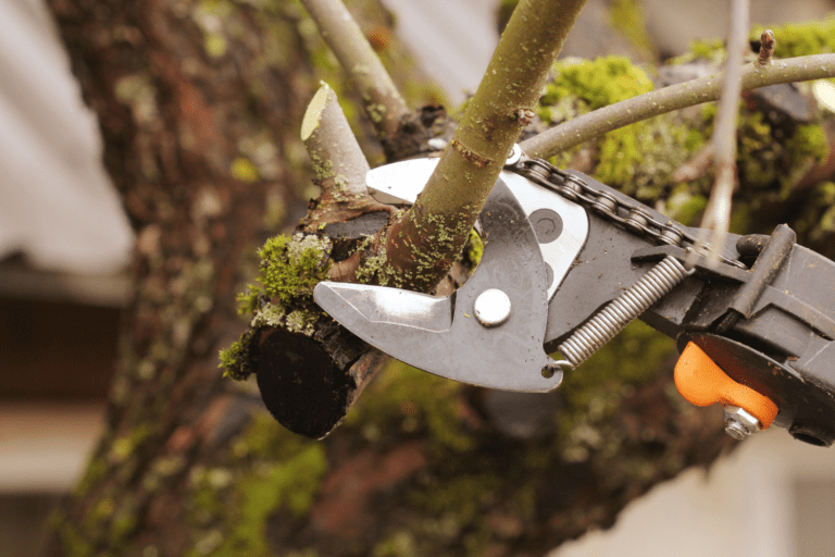 THE 3 BEST TREE TRIMMING TOOLS TO OWN