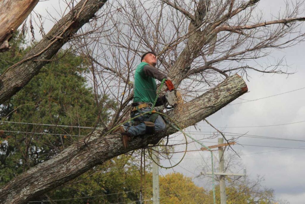 Services International Tree Services in Ashland