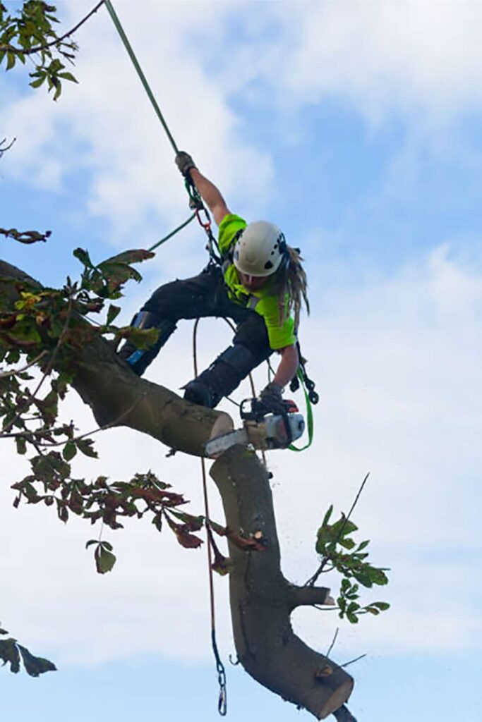 tree removal in short pump virginia