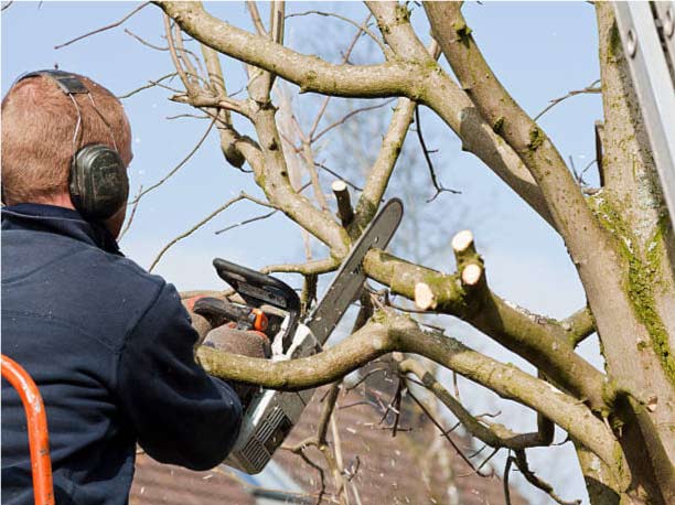 tree pruning in mechanicsville