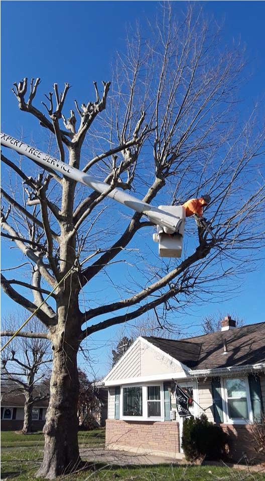 tree pruning in ashland va
