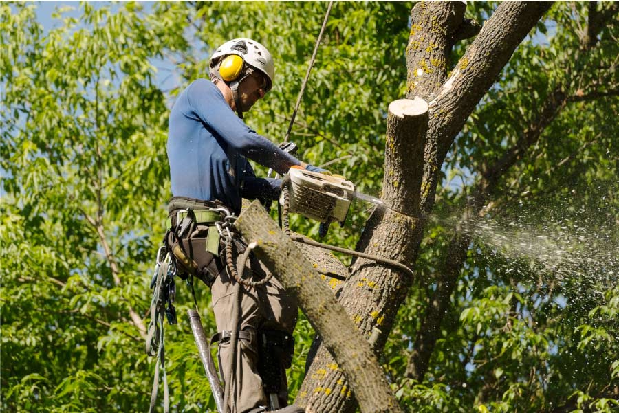 tree removal ashland va