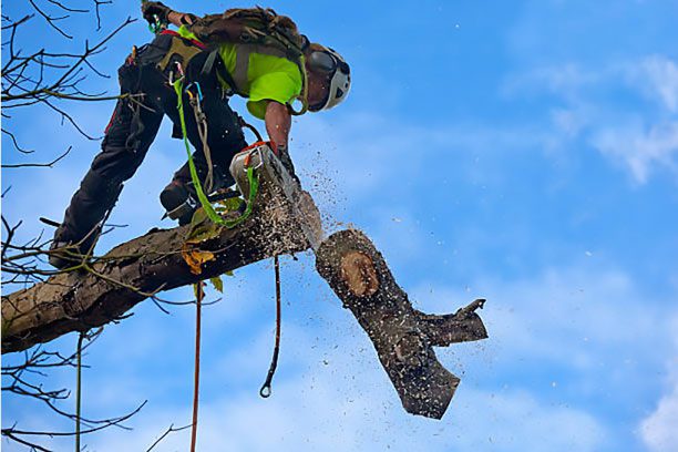 Tree Removal Services in Glen Allen
