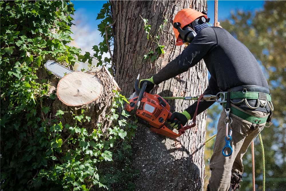 tree pruning service in ashland